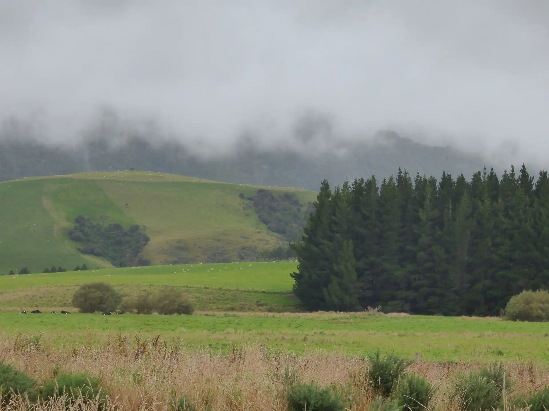 Eine neblige Landschaft mit sanften grünen Hügeln erinnert an die Schönheit der neuseeländischen Südinsel, mit einer dichten Ansammlung immergrüner Bäume auf der rechten Seite und hohem Gras im Vordergrund unter einem bewölkten Himmel.