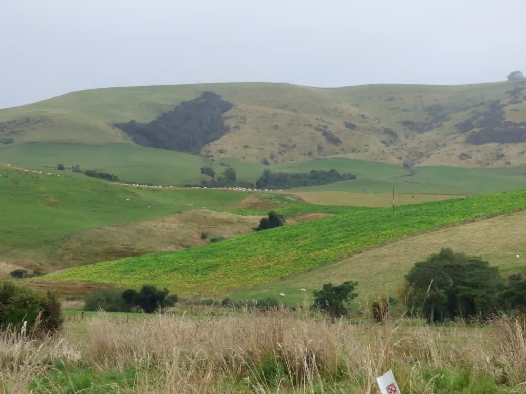 Sanfte grüne Hügel mit trockenem Gras und vereinzelten Bäumen unter einem bewölkten Himmel auf der Südinsel des Neuseelands. In der Ferne weidet eine kleine Gruppe von Schafen an den Hängen, während im Vordergrund teilweise ein Schild zu sehen ist.
