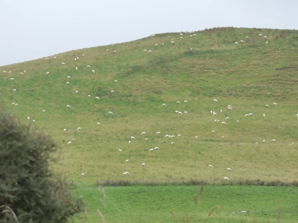 Ein grasbewachsener Hügel auf der neuseeländischen Südinsel, auf dem Dutzende von weißen Schafen grasen. Üppige grüne Vegetation füllt den Vordergrund, während sich darüber ein bedeckter Himmel erstreckt.