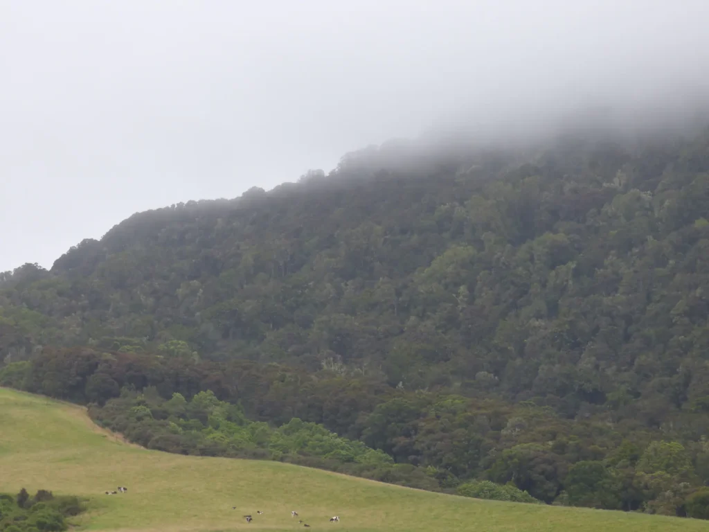 Ein nebelverhangener bewaldeter Hügel mit grasbewachsenem Vordergrund auf der Südinsel von Neuseeland. Einige Kühe grasen, während die Baumkronen im tief hängenden Nebel verschwinden und eine ruhige und natürliche Szene schaffen.