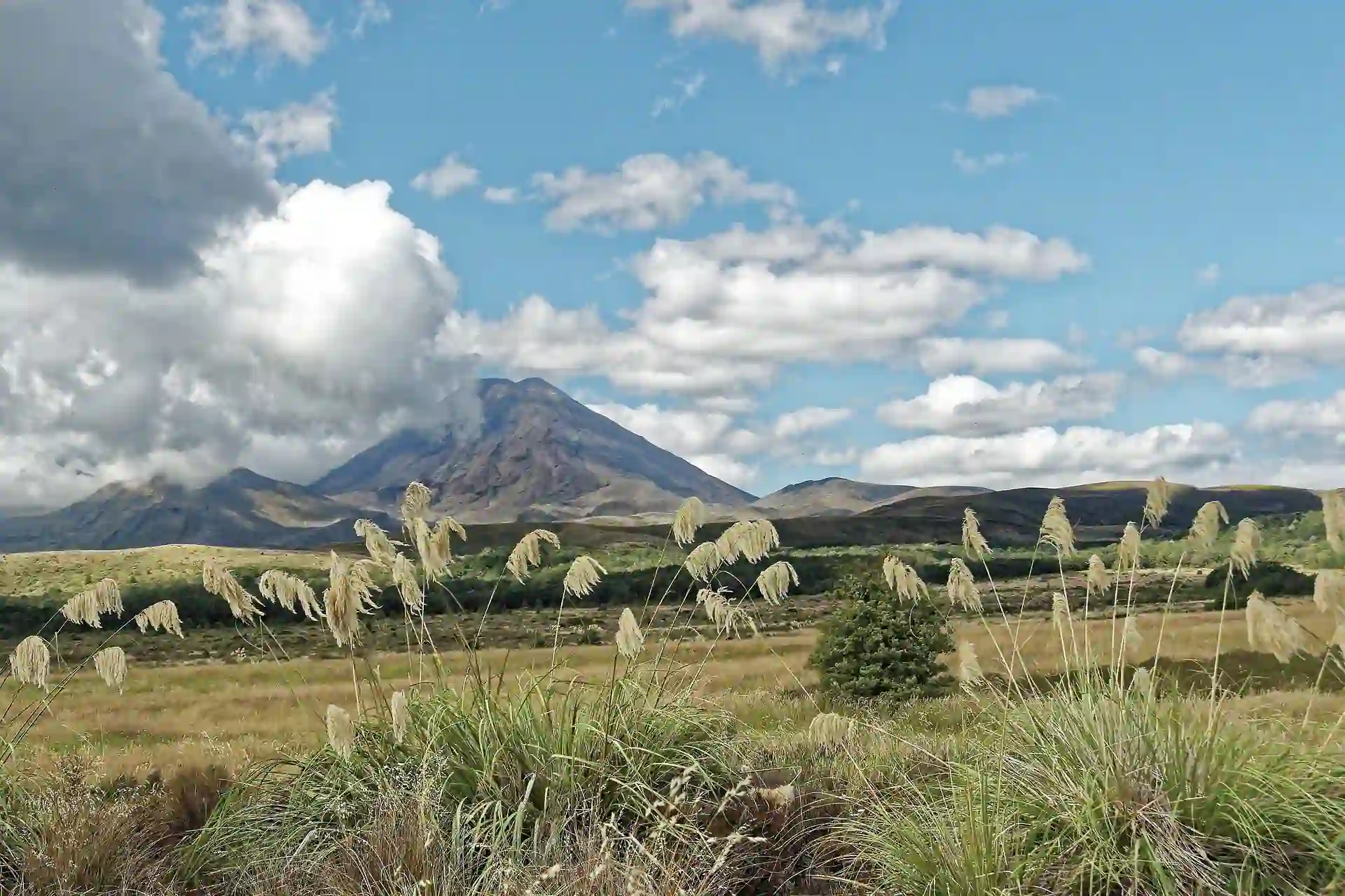 Grasbewachsenes Feld in Neuseeland mit hohen Pflanzen und einem einzelnen Baum im Vordergrund auf der feuchten Nordinsel, mit einem teilweise von Wolken bedeckten Vulkan und einem blauen Himmel mit vereinzelten Wolken im Hintergrund.